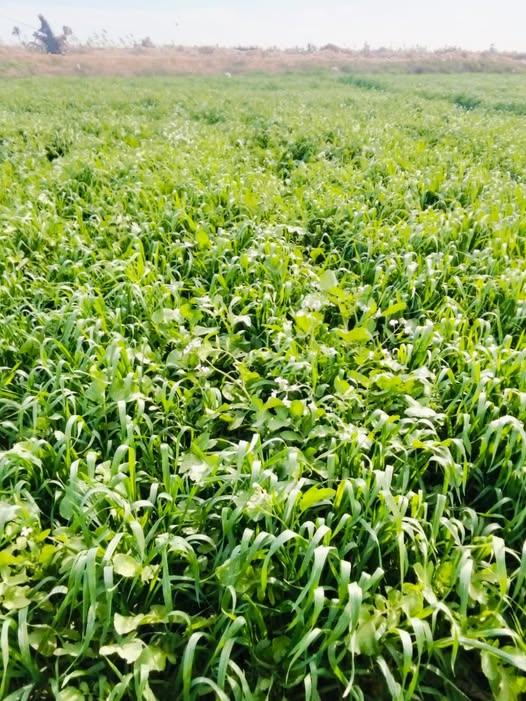 رشيت فولدكس بس مجبش الكابر
ورشيت فيوتشر بس فى زمير كتير هل ينفع ارش تانى عمر ٧٥ يوم
وقبل الانبات كنت راشيت ساكورا